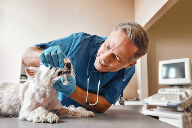 Best Urgent Dental Care in South Amboy, NJ